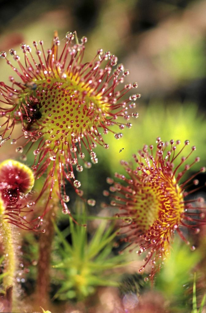 Sonnentau©A-Zink/piclease