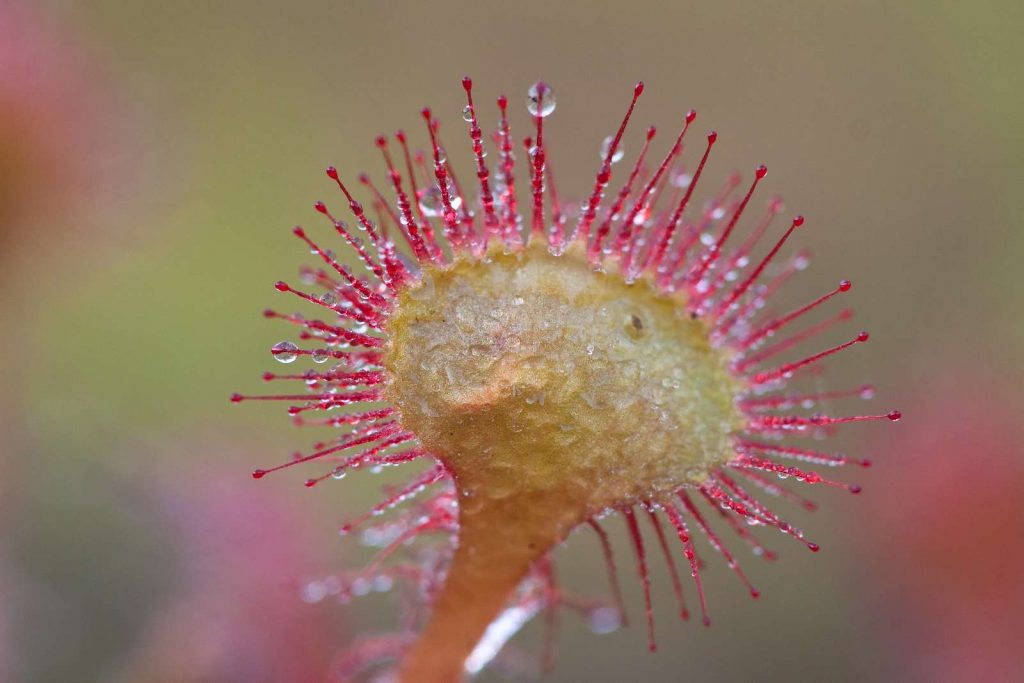 Sonnentau © M. Nieveler/Piclease