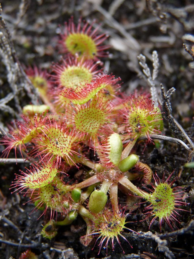 Sonnentau © S. Klemich/Piclease