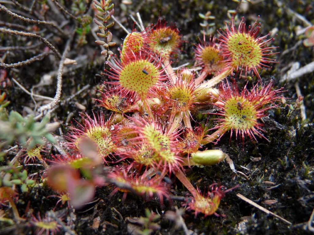 Sonnentau © S. Klemich/Piclease