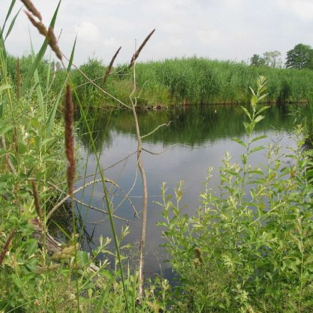 Weiher bei Stockensau © Wildland-Stiftung Bayern