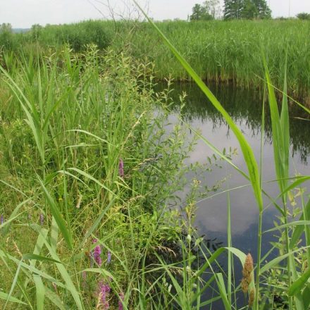 Weiher bei Stockensau © Wildland-Stiftung Bayern