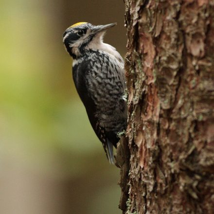 Dreizehenspecht © J. Limberger/Piclease