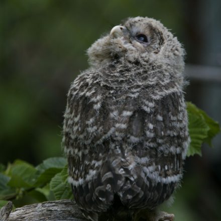 Habichtskauz ©G. Pauluhn