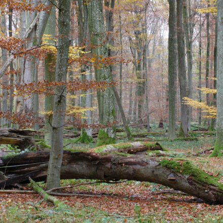 Lebensraum ©J. Hemmer/Piclease