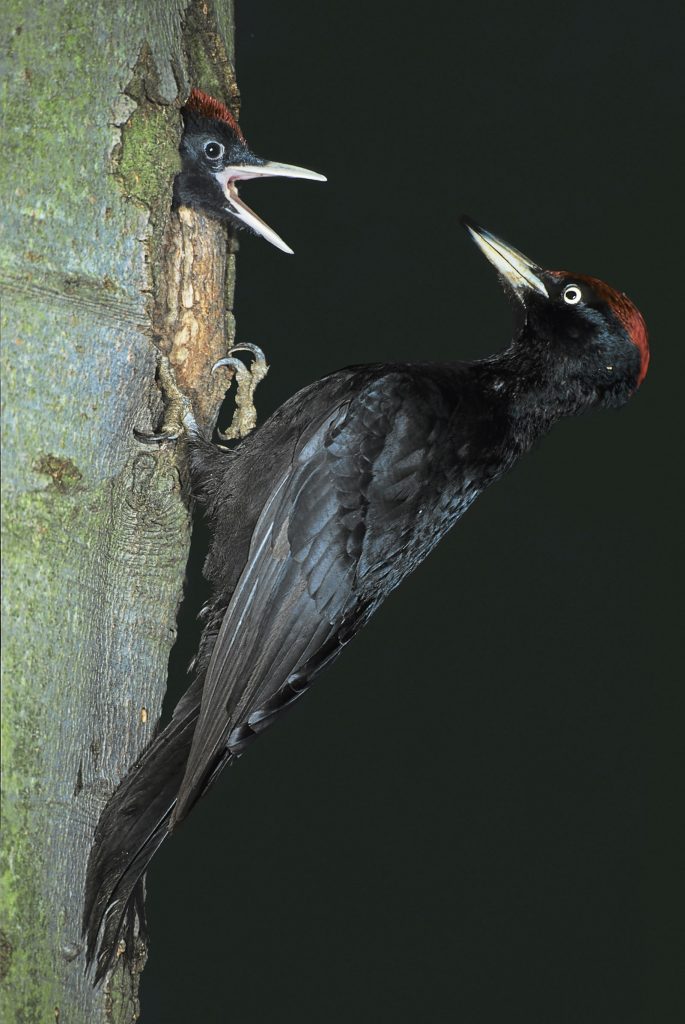 Schwarzspecht füttert © E. Thielscher/Piclease