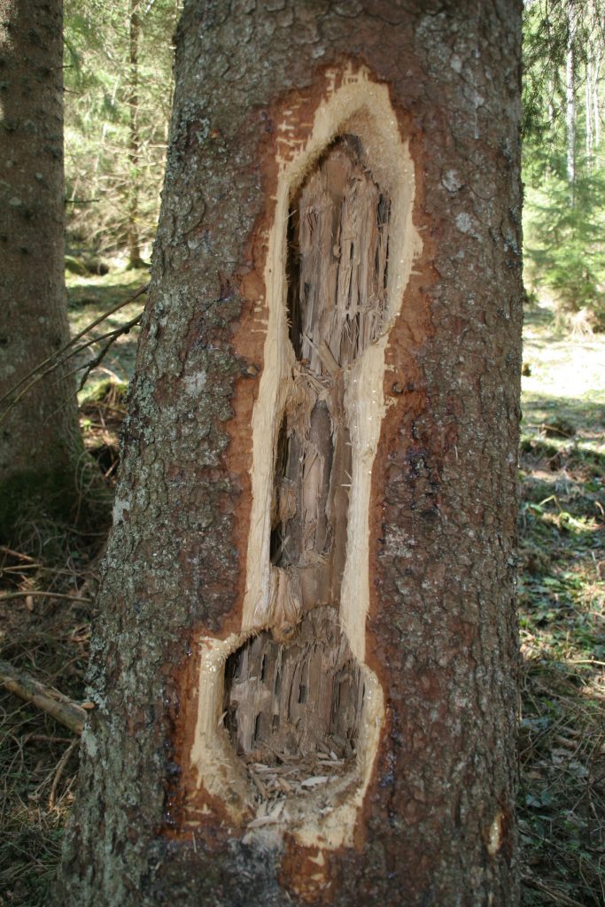 Nahrungsbaum Schwarzspecht © H. J. Fünfstück/Piclease
