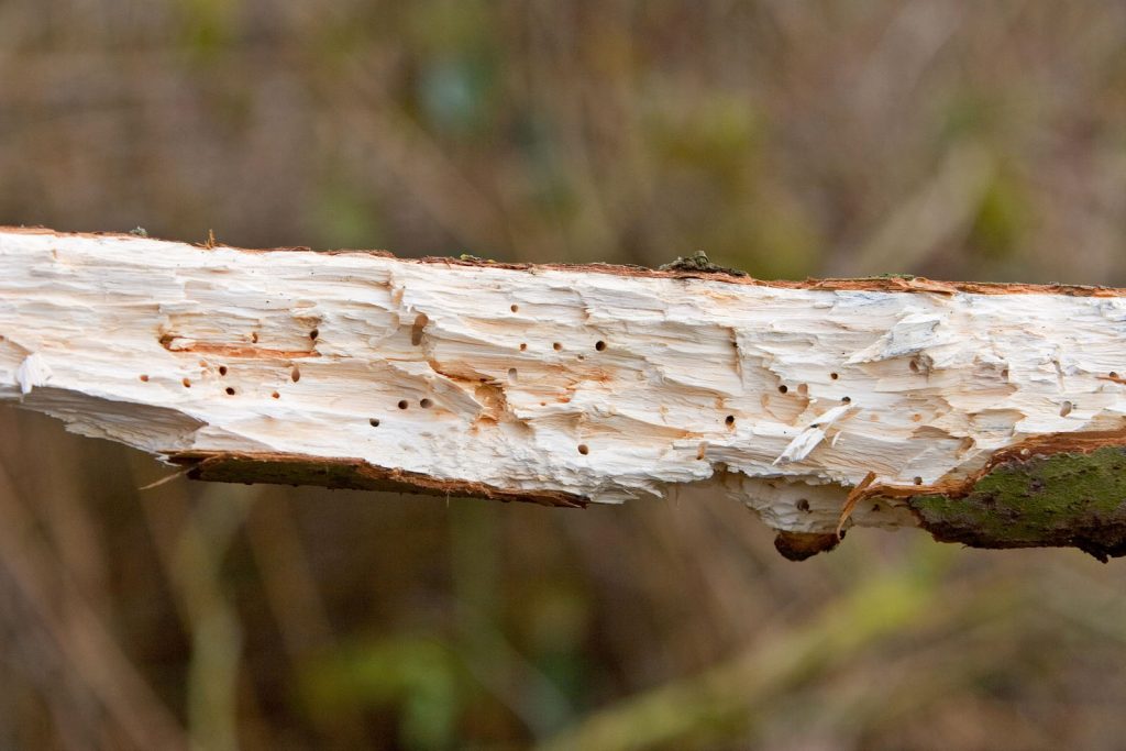 Nahrungsast Schwarzspecht ©S. Ott