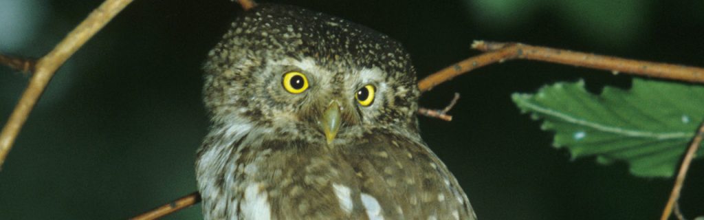 Adulter Sperlingskauz