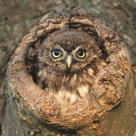 Jungvogel Steinkauz ©H. Glader