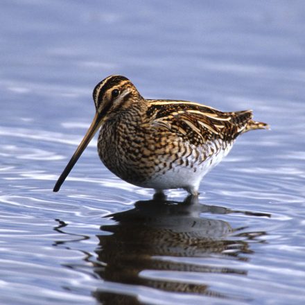 Bekassine © M. Nieveler