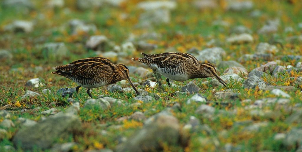 Bekassinen © M. Nieveler