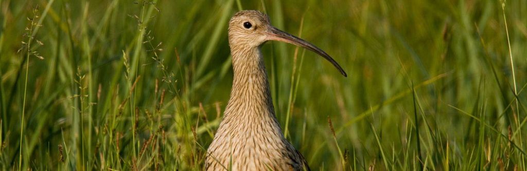 Großer Brachvogel © S. Ott