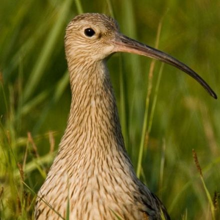 Großer Brachvogel © S. Ott