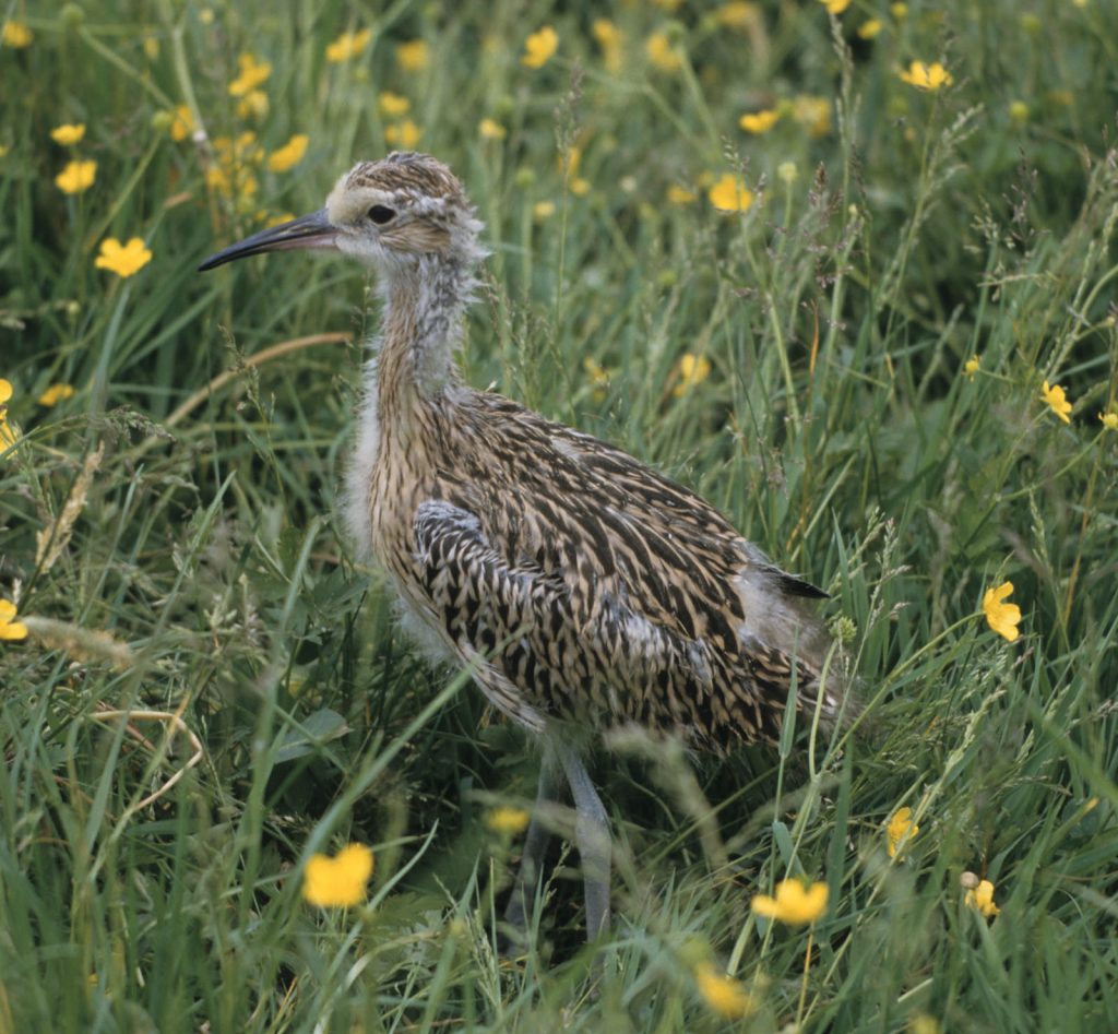 Junger Brachvogel © E. Thielscher