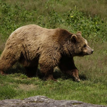 Braunbär ©G. Pauluhn