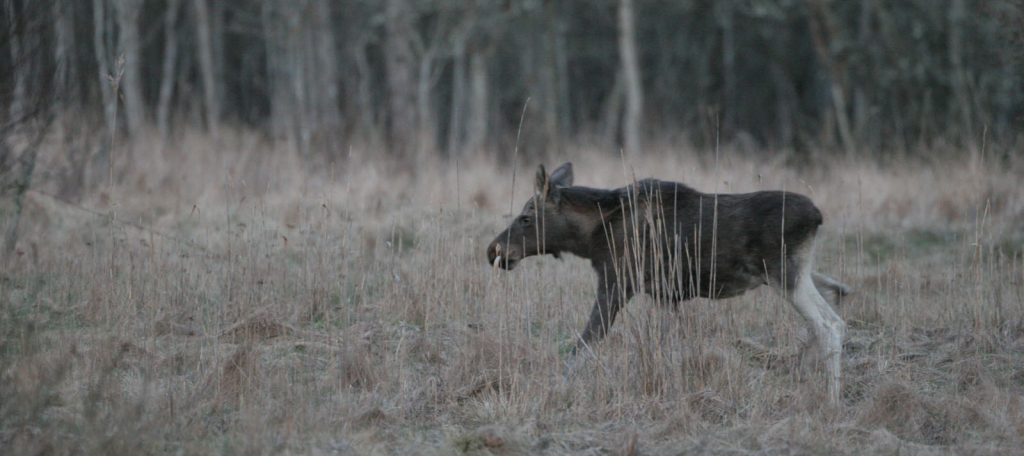 Wildland Tierart Elch