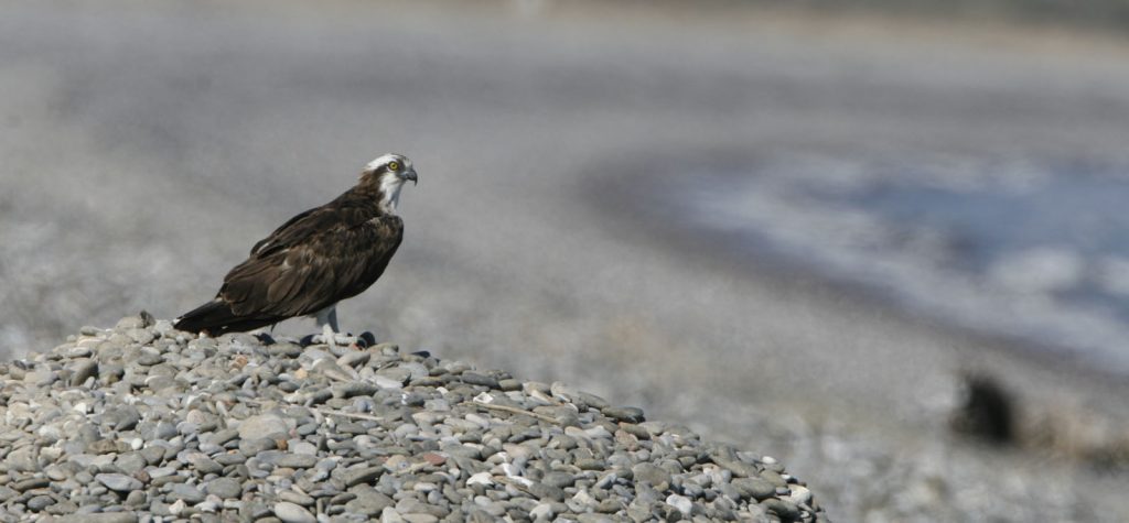 Fischadler © H. J. Fünfstück