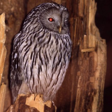 Habichtskauz adult ©K. Jäkel/Piclease