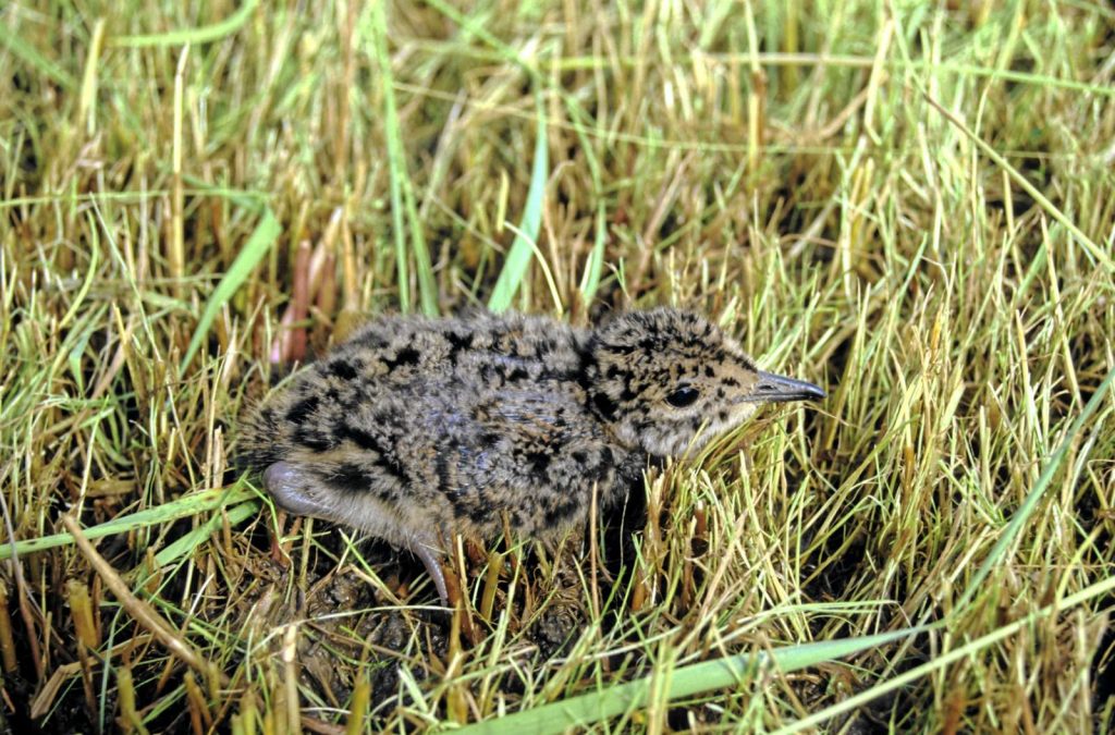 Kiebitz Nestling ©E. Thielscher/Piclease