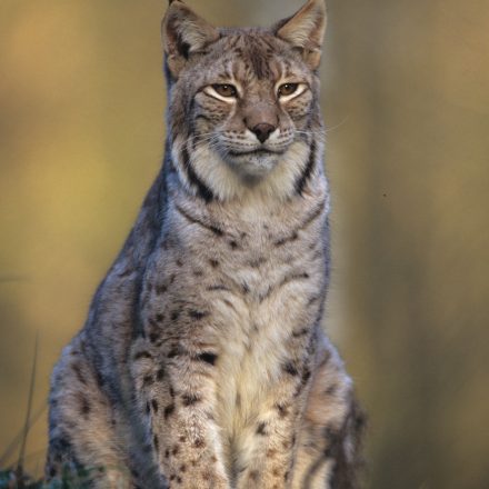 Luchs ©H. Glader/Piclease