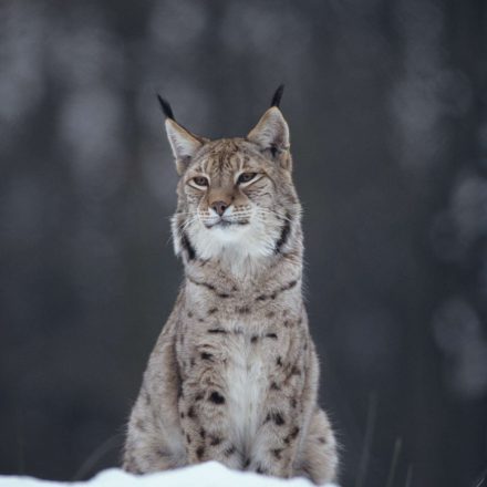 Luchs ©H. Glader