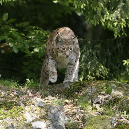 Jagd auf Beute ©G. Pauluhn/Piclease