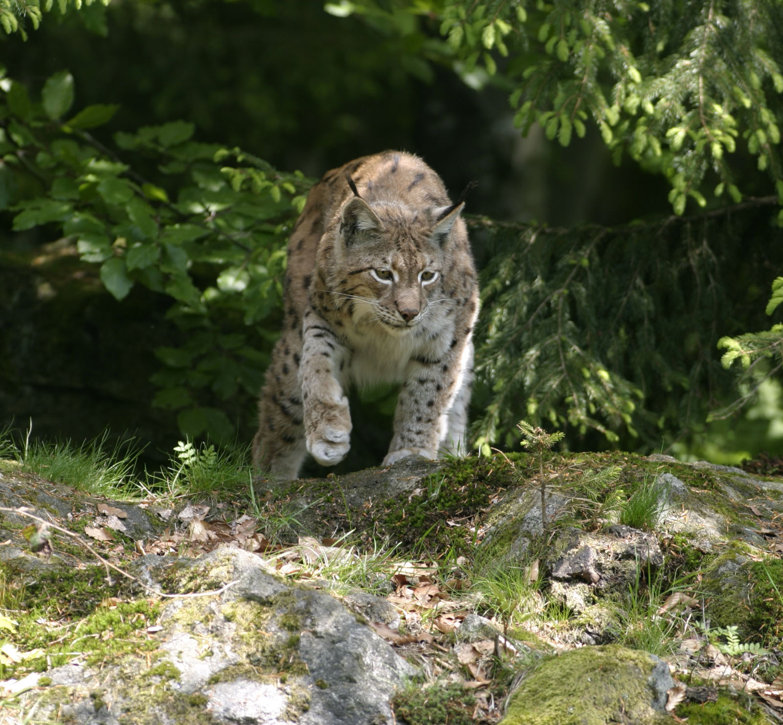 Luchs (Lynx lynx) Wildland Stiftung Bayern