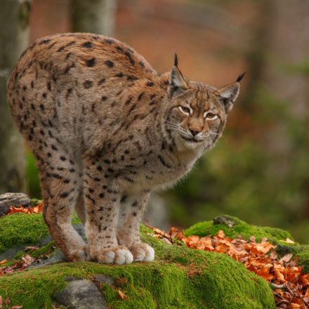 Luchs ©G. Pauluhn