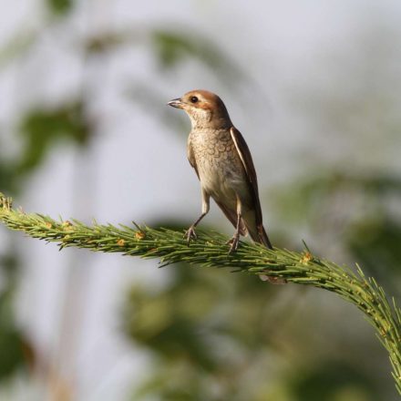 Neuntöter weiblich ©H. J. Fünfstück