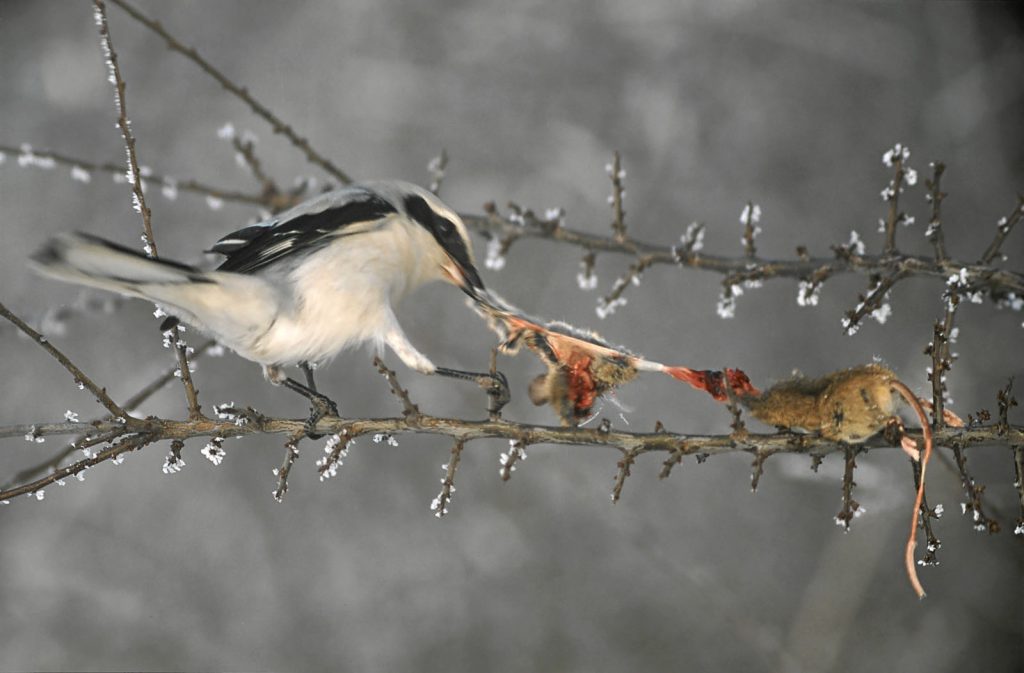 Raubwürger mit Beute © E. Thielscher/Piclease