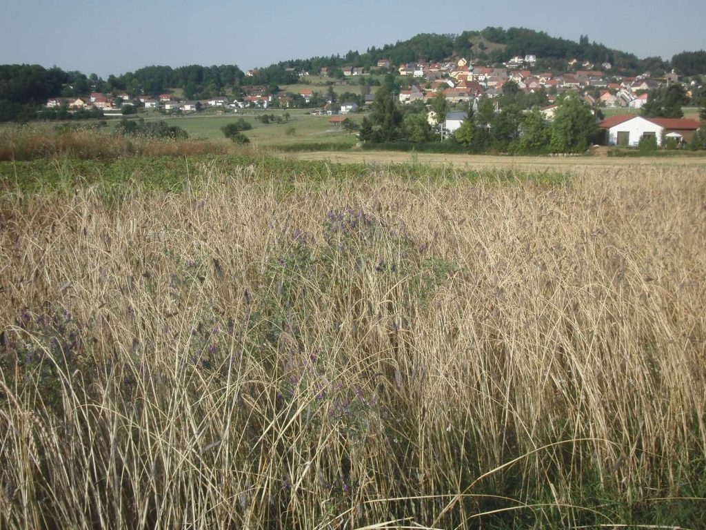 Demonstrationsfläche bei TännesbergDinkel- und Emmergebäck©Wildland-Stiftung Bayern