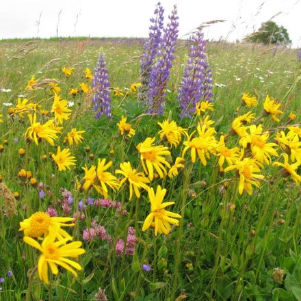 Einmal ausgesamt, verdrängen Lupinen die geschützte Arnika© Wildland-Stiftung Bayern