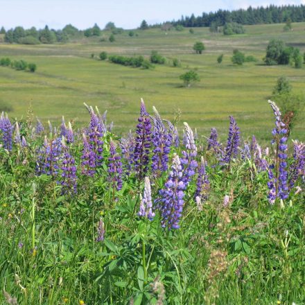 Lupinen-Monotonie © Wildland-Stiftung Bayern