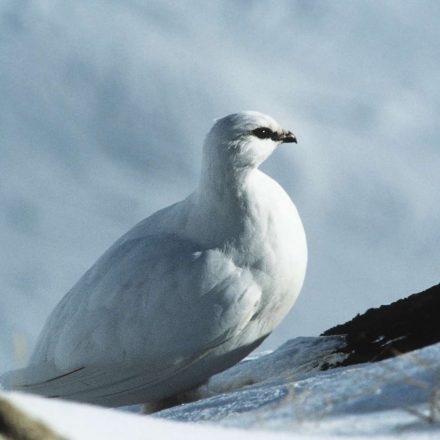 Alpenschneehuhn ©P. Schild