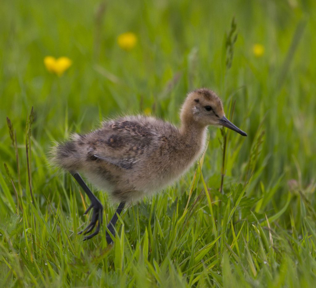 Uferschnepfe juvenil © H. Glader