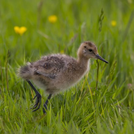 Uferschnepfe juvenil © H. Glader