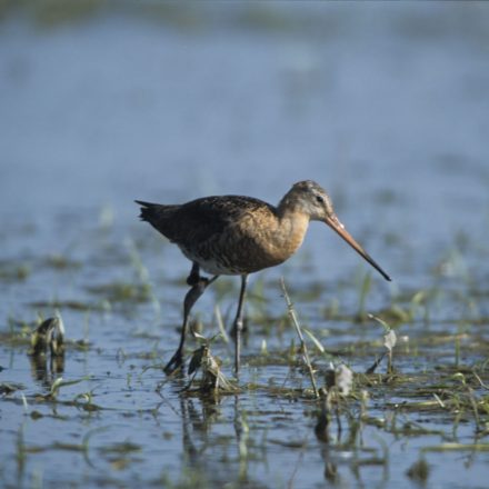 Uferschnepfe © E. Thielscher