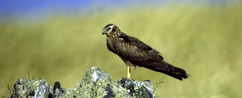 Wiesenweihe © K. Jäkel