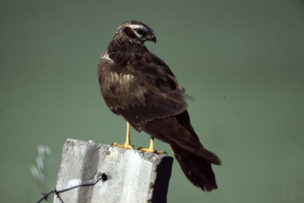 Wiesenweihe © K. Jäkel