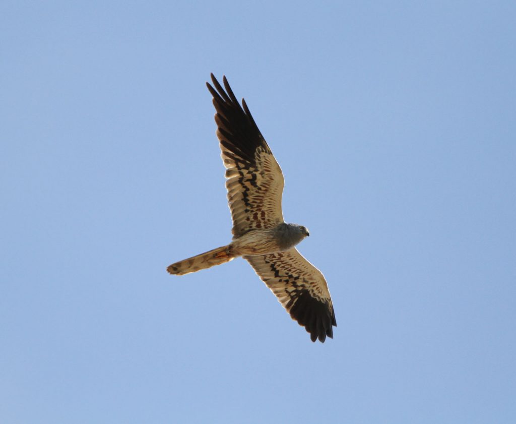 Wiesenweihe © H. J. Fünfstück
