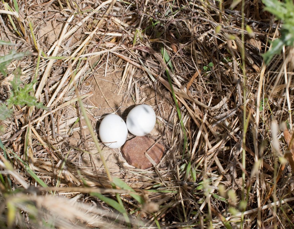 Gelege Wiesenweihe © Ch. Martin