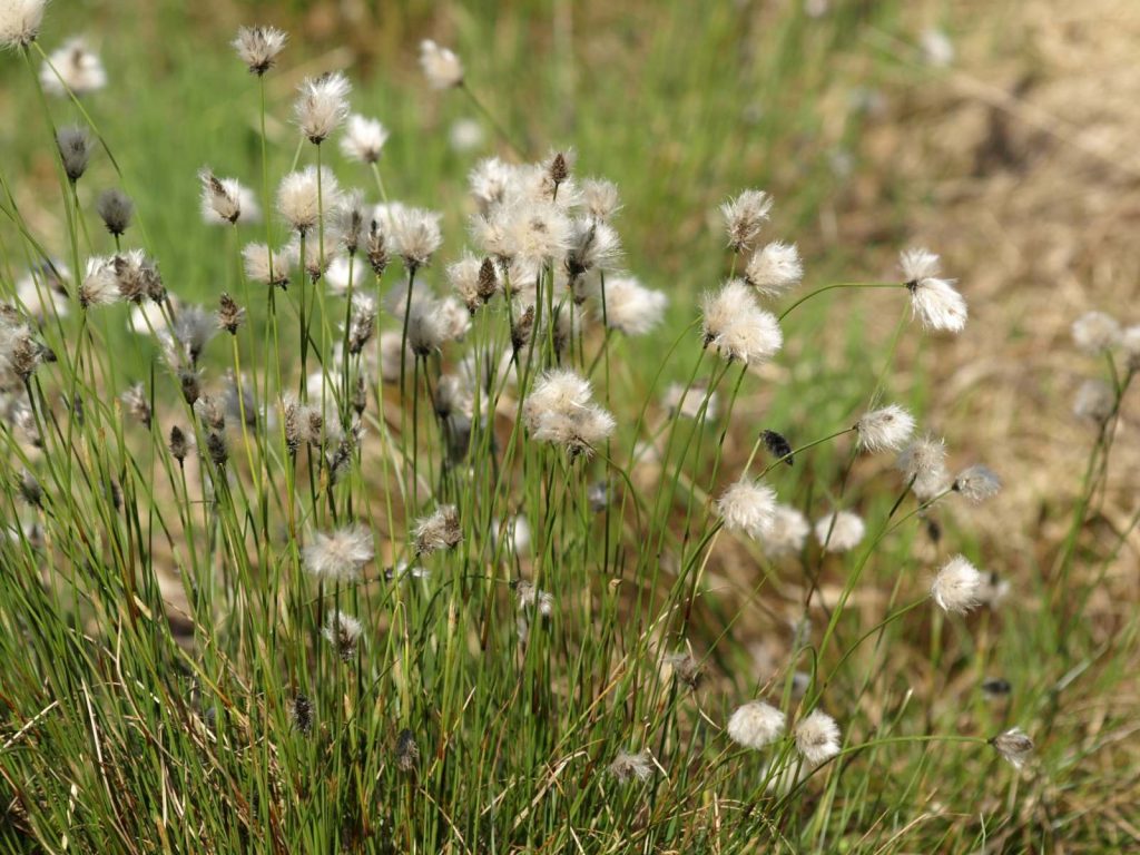 Wollgras ©K. Reitmeier