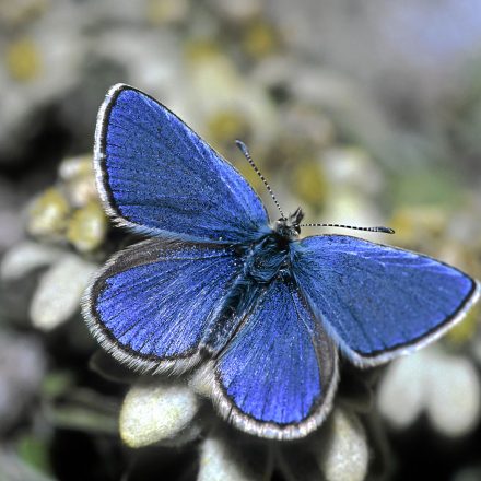 © W.Gailberger/Piclease