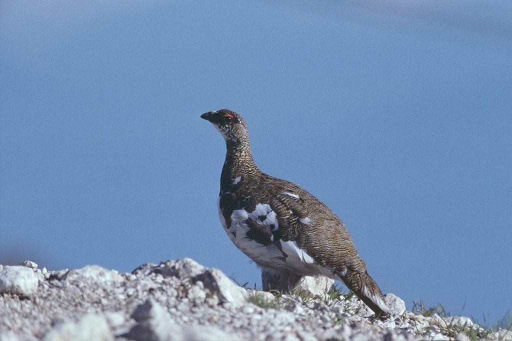 Alpenschneehuhn © H. Glader/Piclease