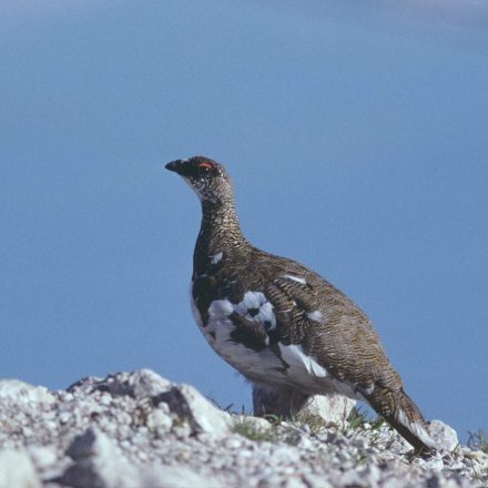 Alpenschneehuhn © H. Glader/Piclease