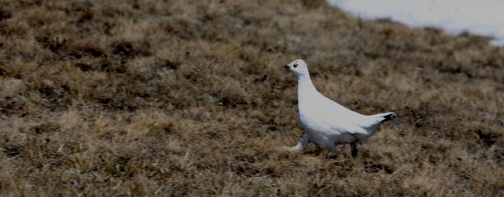 Schneehuhn in den Alpen