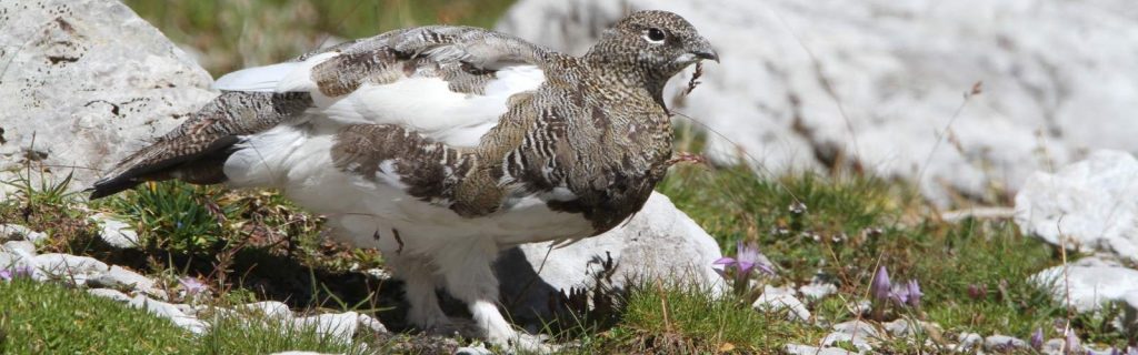 Alpenschneehuhn © H. J. Fünfstück/piclease