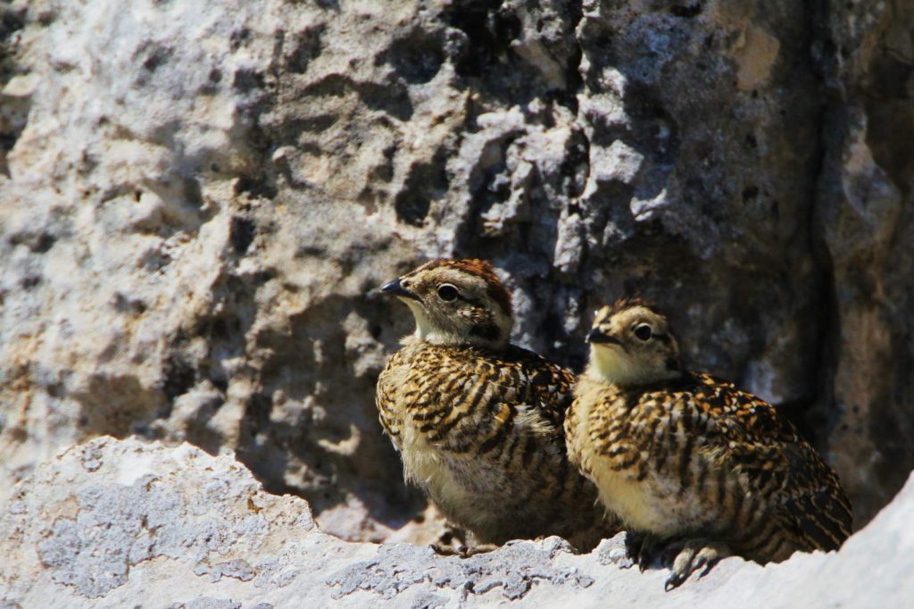 Alpenschneehuhn Küken © H. J. Fünfstück