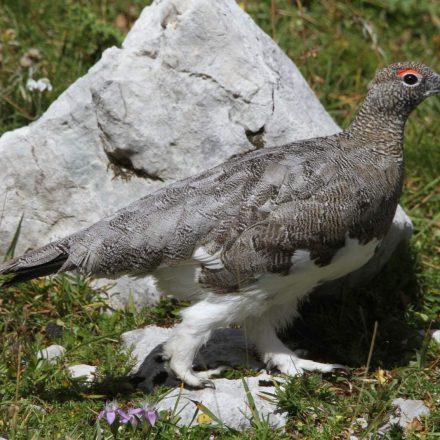 Alpenschneehuhn Hahn ©H. J. Fünfstück/piclease